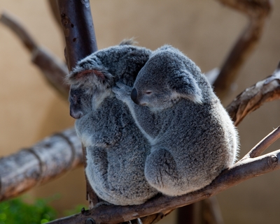 BlakelyFIT Koala mom and baby bear